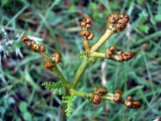 Austral bracken